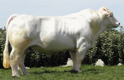 reproducteur charolais inscrit
