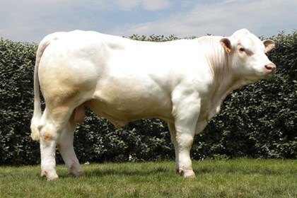 reproducteur charolais inscrit