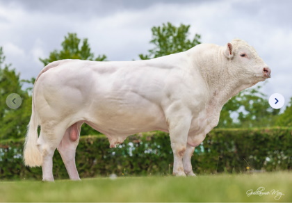 reproducteur charolais inscrit