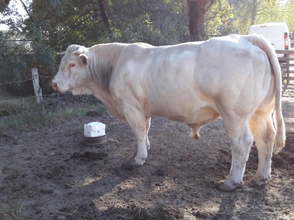 reproducteur charolais inscrit