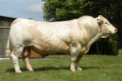 reproducteur charolais inscrit