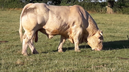 reproducteur charolais inscrit
