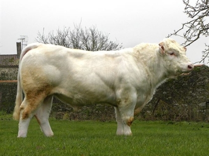 reproducteur charolais inscrit