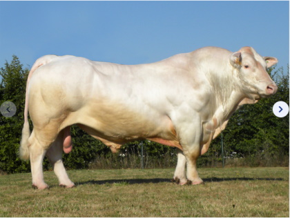 reproducteur charolais inscrit