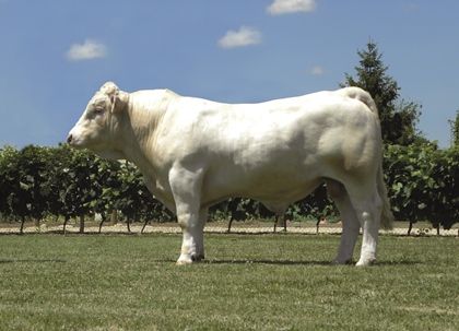 reproducteur charolais inscrit