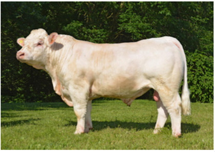 reproducteur charolais inscrit