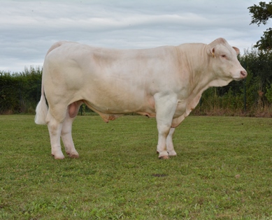 reproducteur charolais inscrit