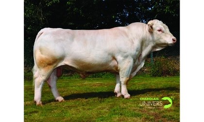 reproducteur charolais inscrit