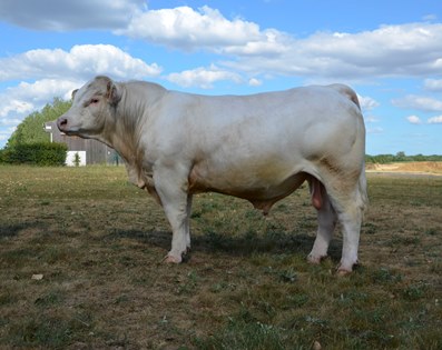 reproducteur charolais inscrit