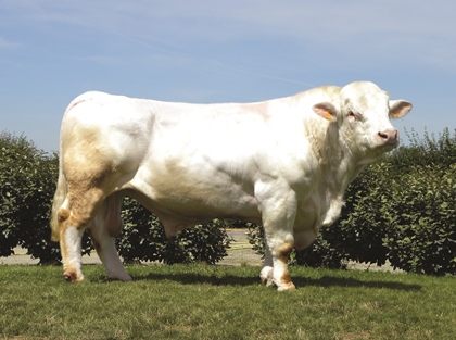 reproducteur charolais inscrit