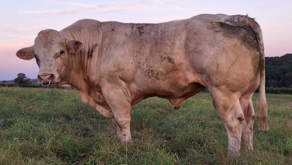 reproducteur charolais inscrit