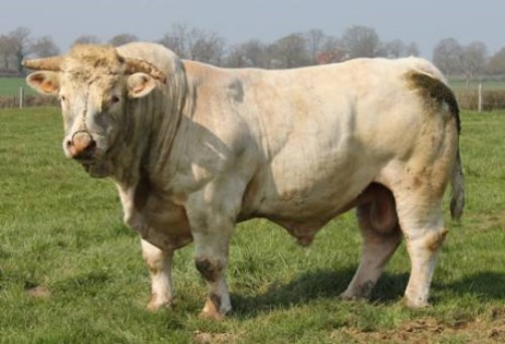reproducteur charolais inscrit