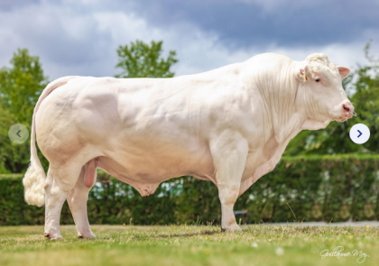 reproducteur charolais inscrit