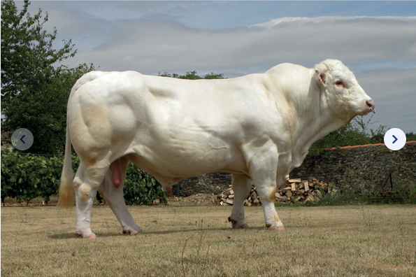 reproducteur charolais inscrit