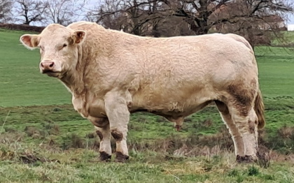 reproducteur charolais inscrit