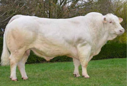 reproducteur charolais inscrit