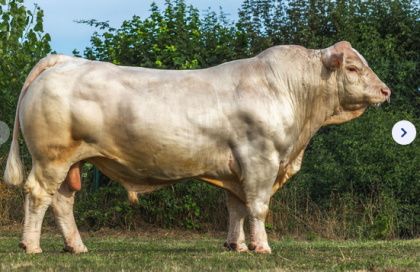 reproducteur charolais inscrit