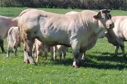 reproducteur charolais inscrit