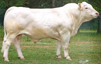 reproducteur charolais inscrit