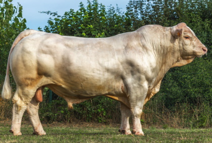 reproducteur charolais inscrit