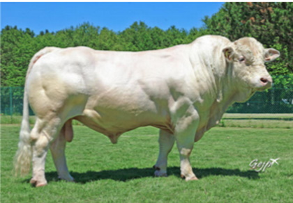 reproducteur charolais inscrit