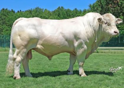 reproducteur charolais inscrit