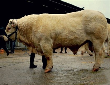 reproducteur charolais inscrit