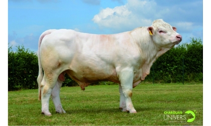 reproducteur charolais inscrit